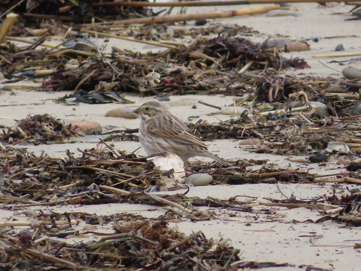 Savannah Sparrow (Ipswich) - Brett Myskowski