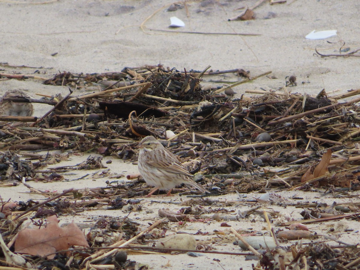 Savannah Sparrow (Ipswich) - Brett Myskowski