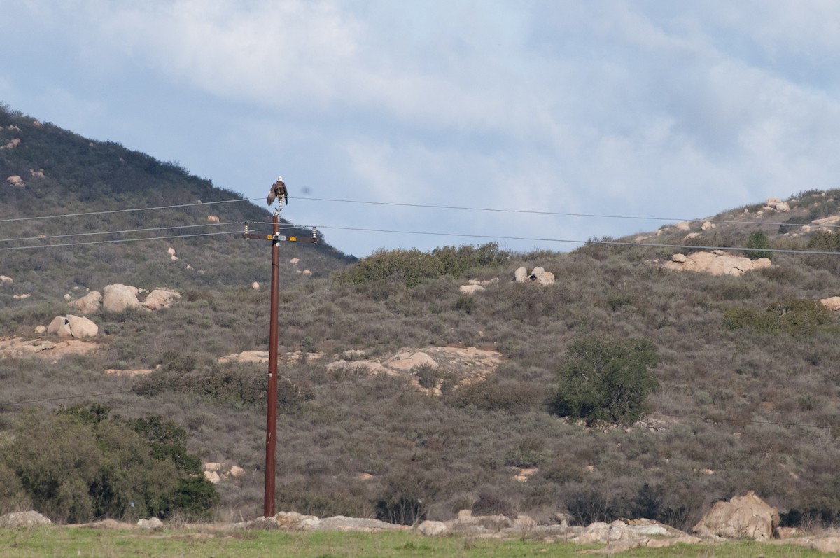 Bald Eagle - ML614658540