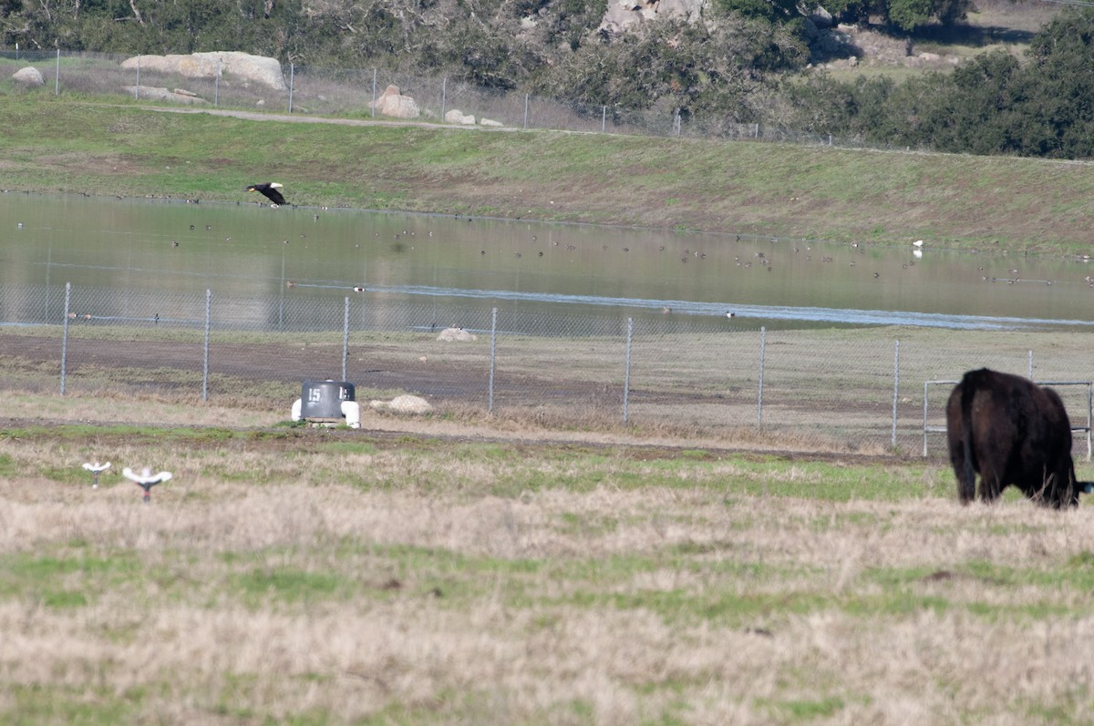 Bald Eagle - ML614658541