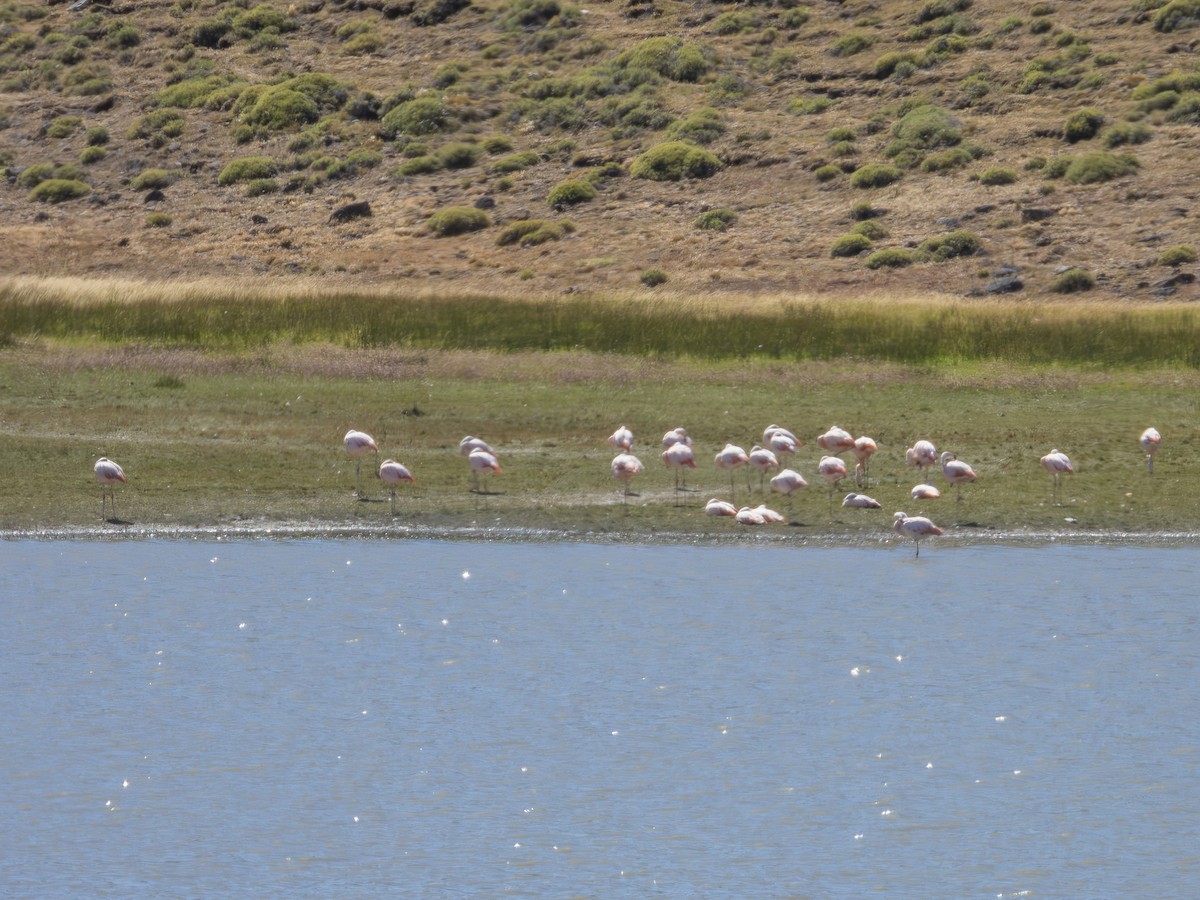 Chilean Flamingo - ML614658612