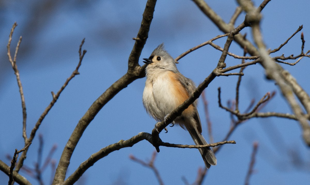 Tufted Titmouse - ML614658625