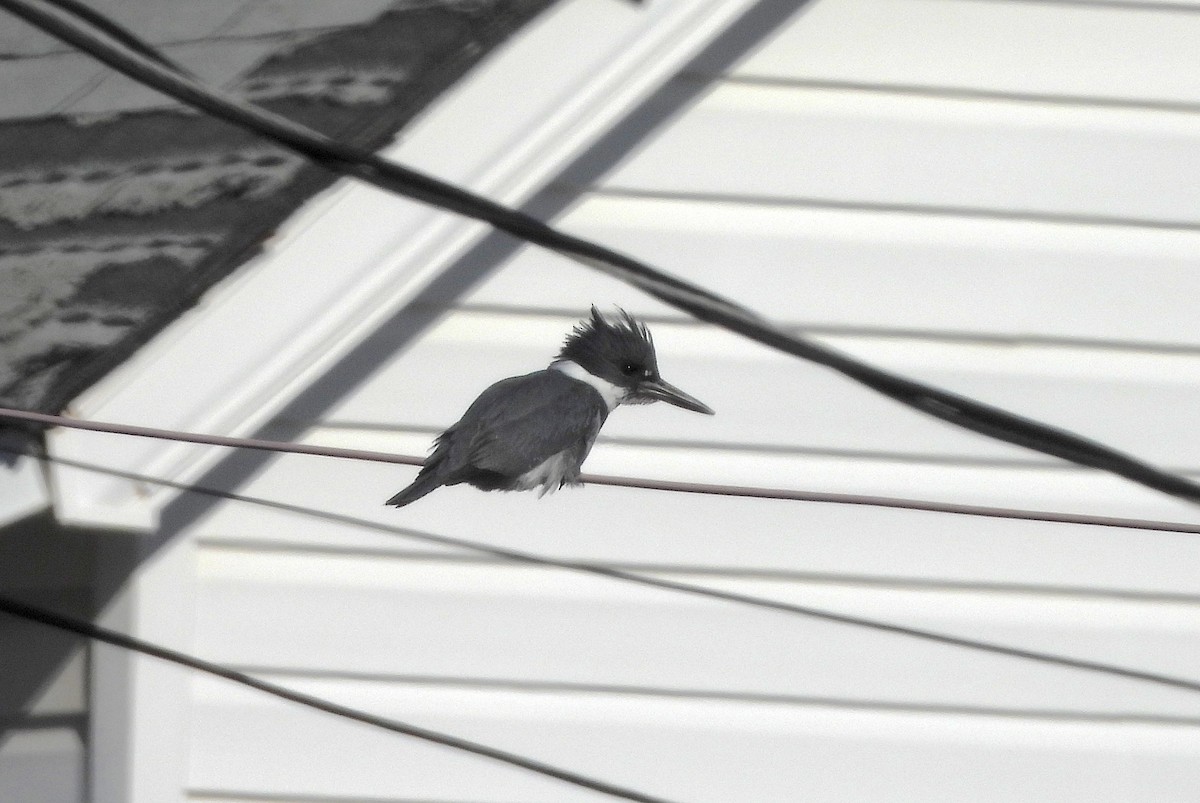 Belted Kingfisher - ML614658712