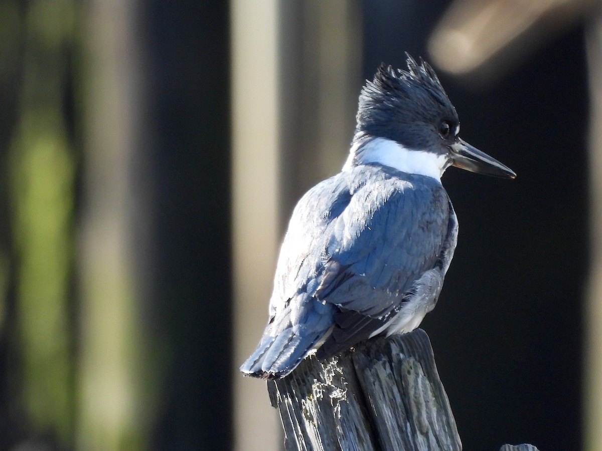 Belted Kingfisher - ML614658715