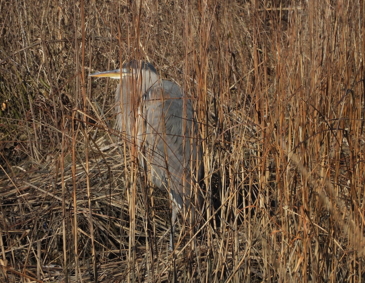 Great Blue Heron (Great Blue) - ML614658732