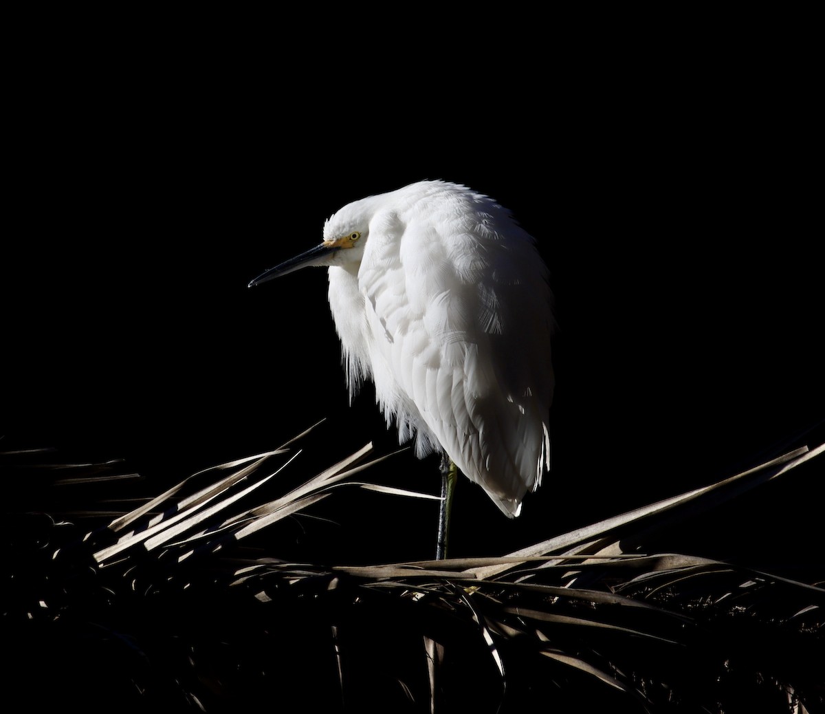 Snowy Egret - ML614658736