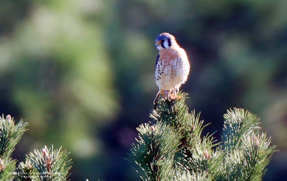 American Kestrel - ML614658755