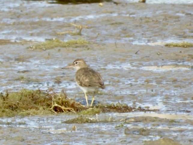 Spotted Sandpiper - ML614658758