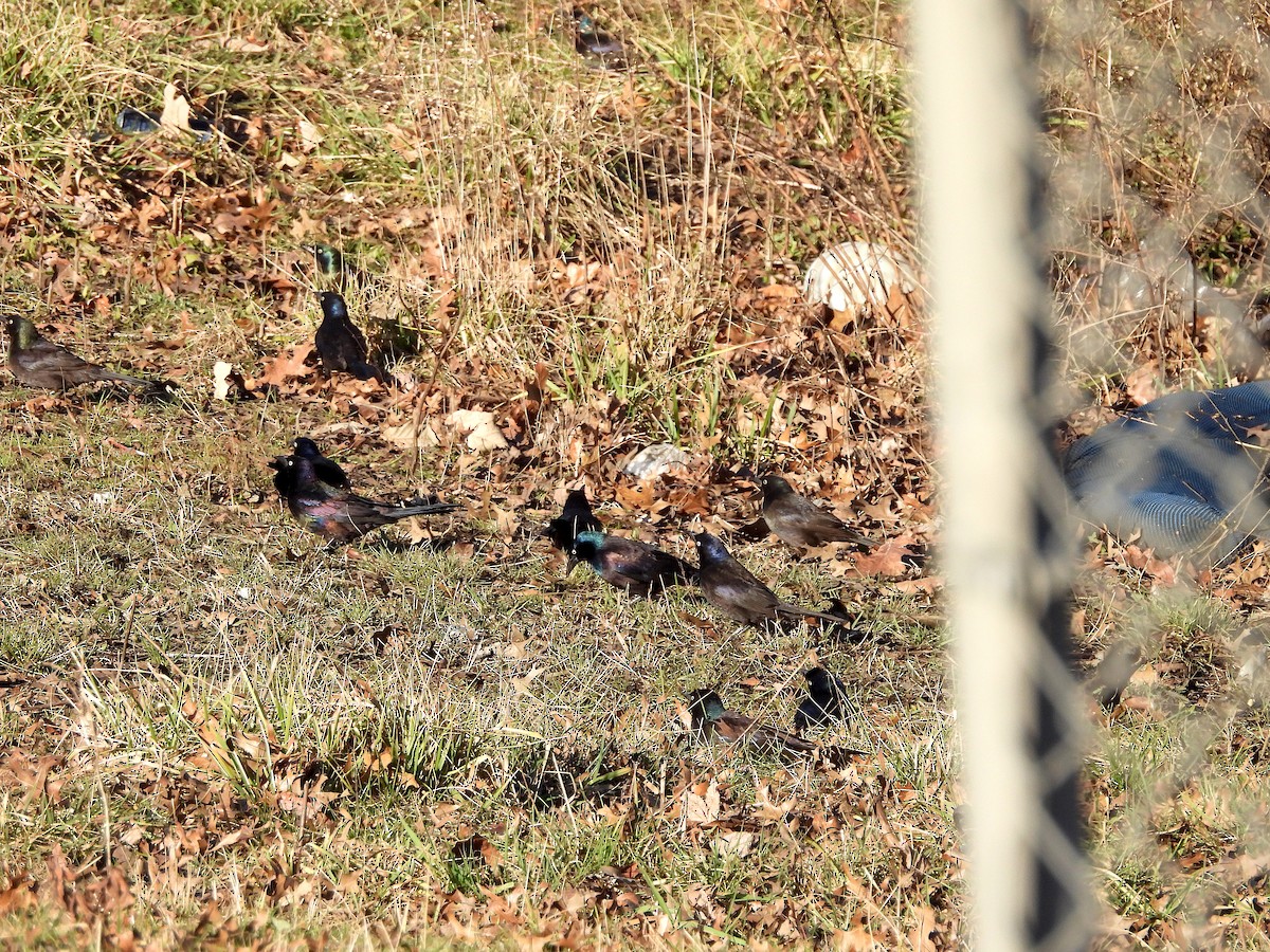 Common Grackle - ML614658765