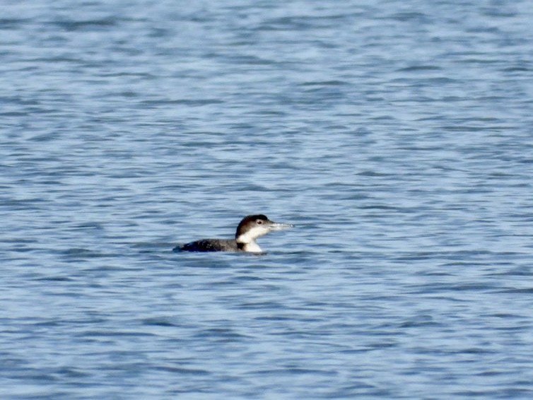 Common Loon - ML614658787