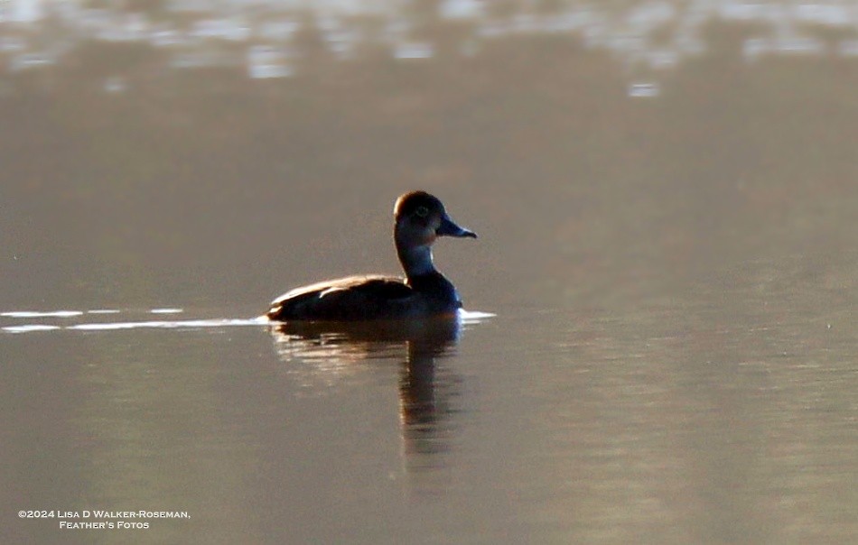 Ring-necked Duck - ML614658807