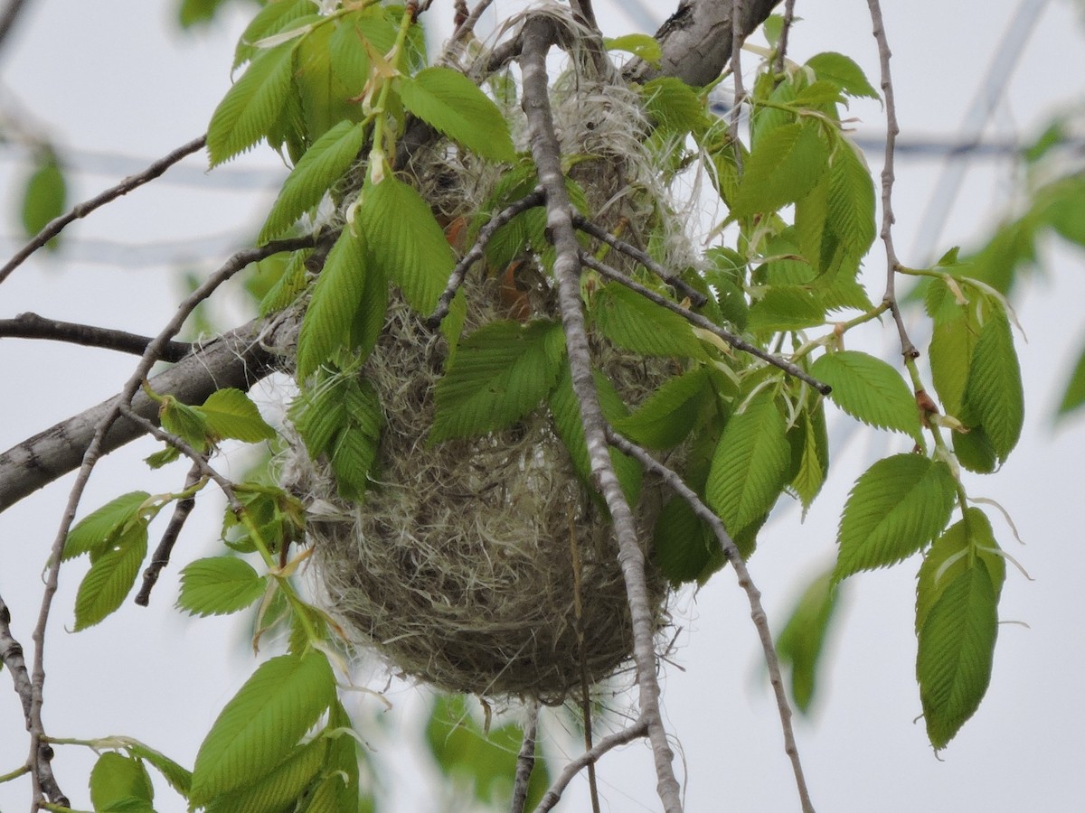 Baltimore Oriole - ML614658834