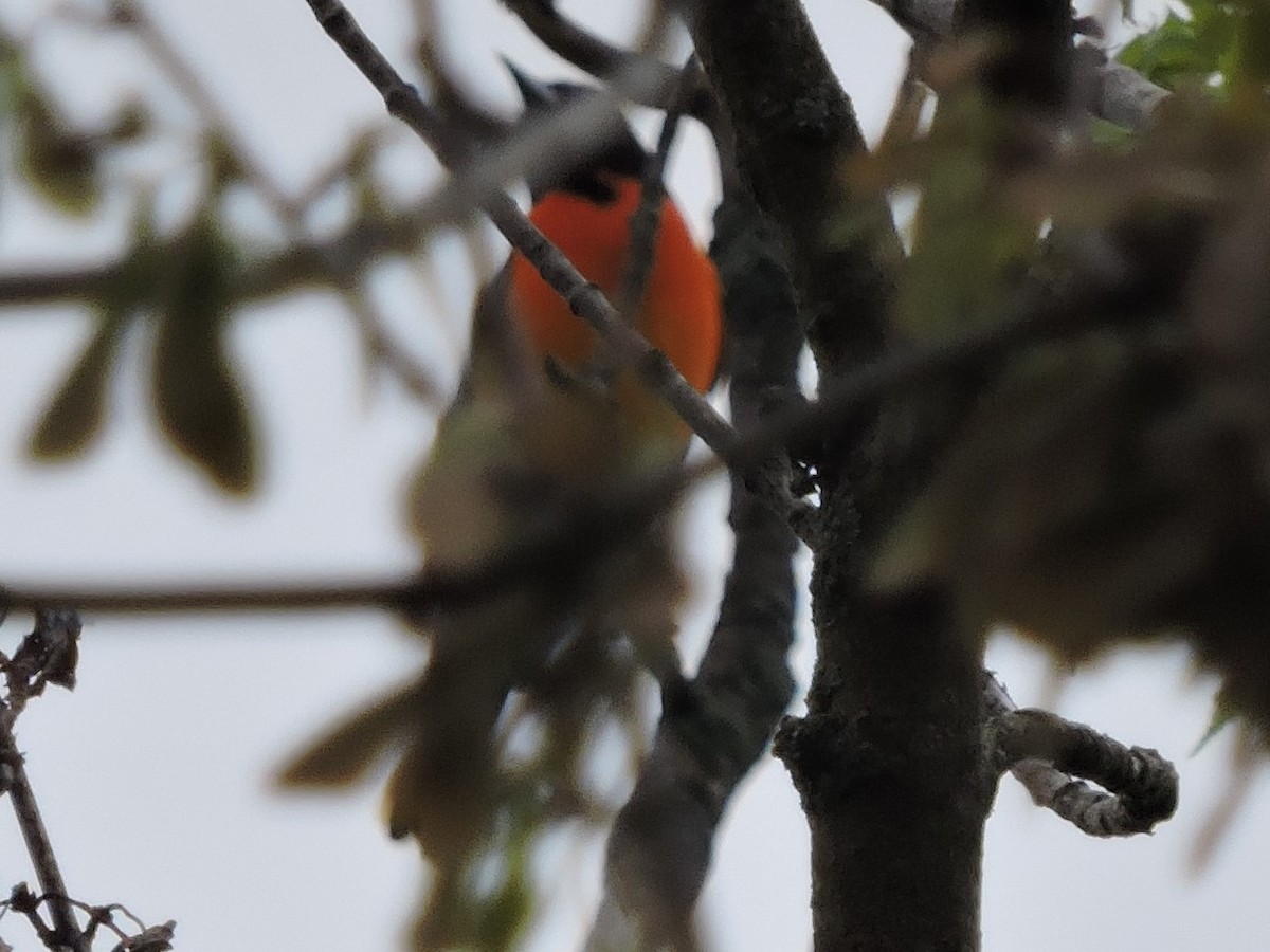 Oriole de Baltimore - ML614658837