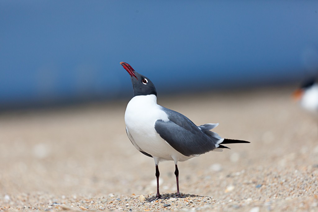 Laughing Gull - ML614658856