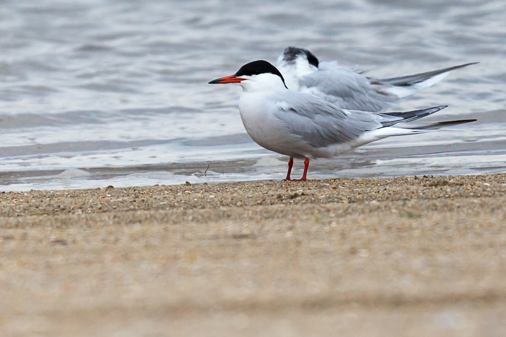 Common Tern - ML614658877