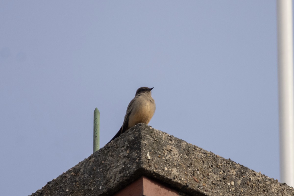 Say's Phoebe - C Buchanan