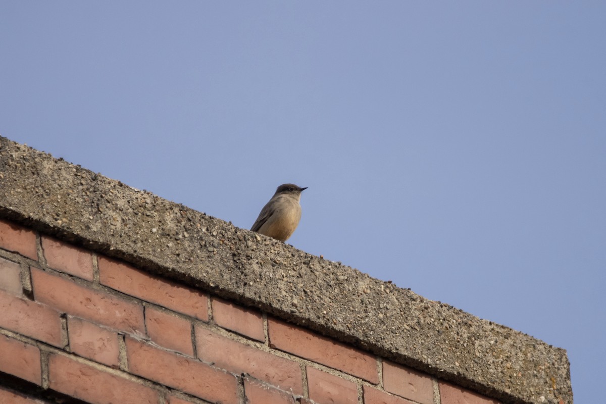 Say's Phoebe - C Buchanan