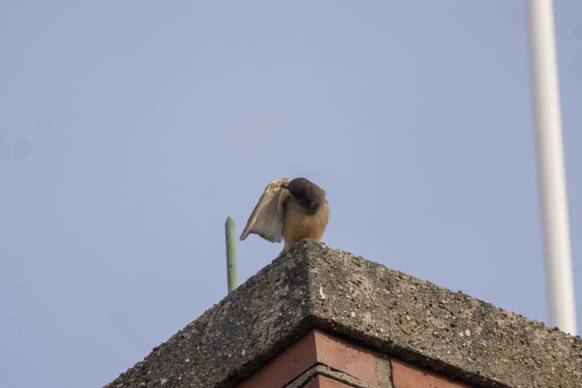 Say's Phoebe - C Buchanan