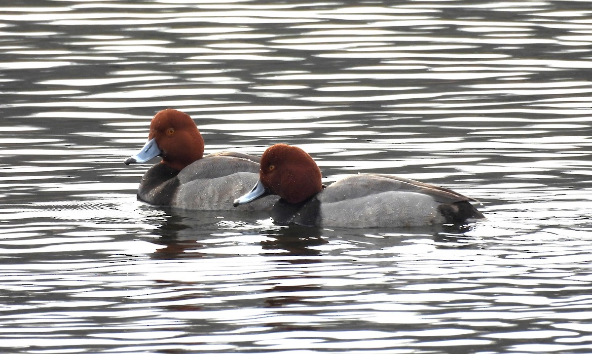 Redhead - ML614658928