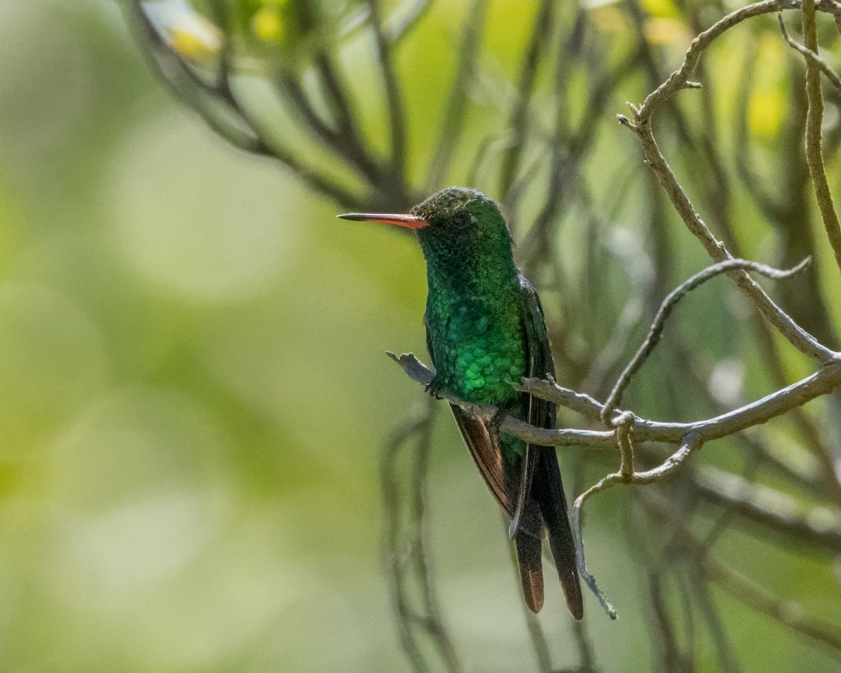 Cozumel Emerald - ML614658963