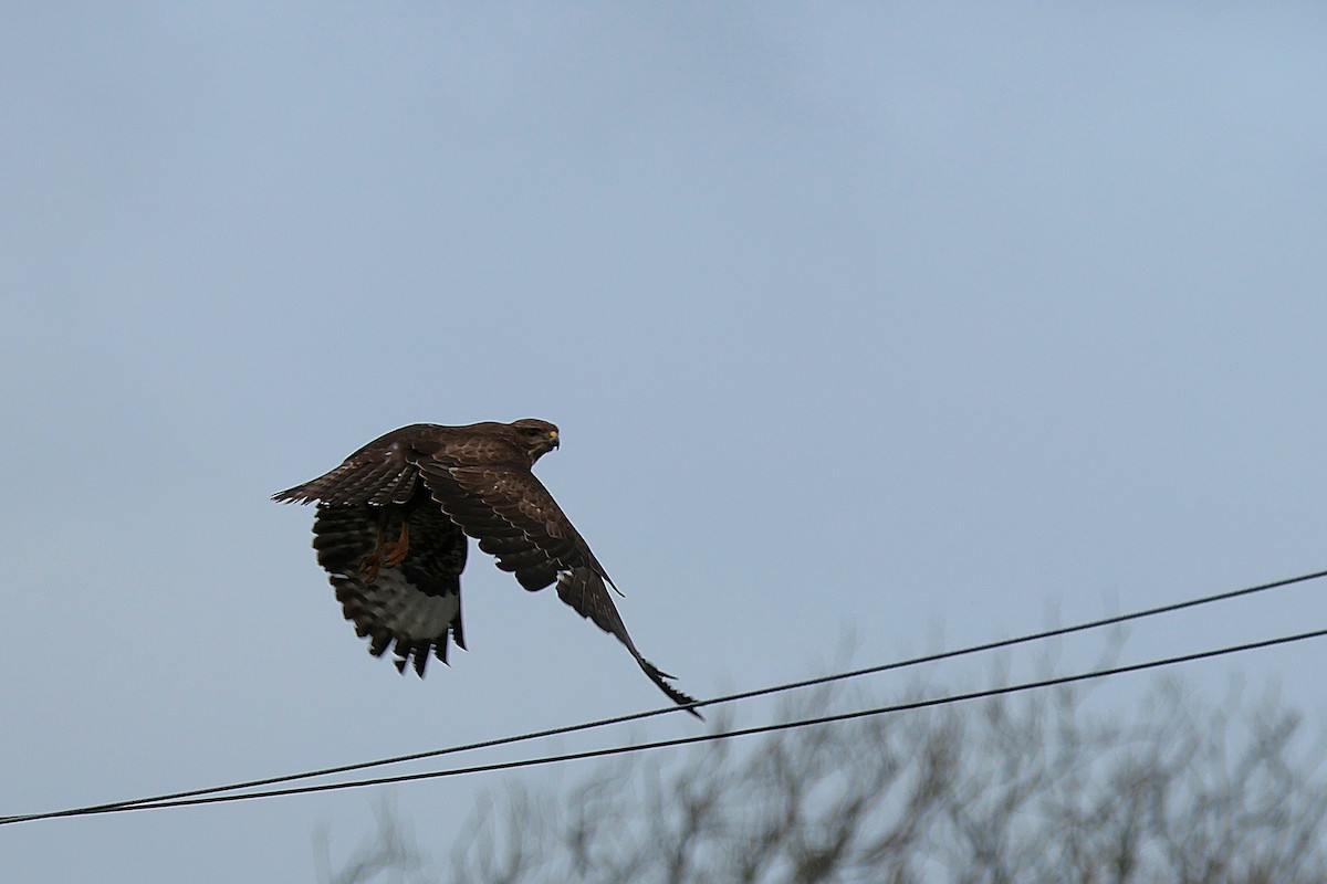 Common Buzzard - ML614658977