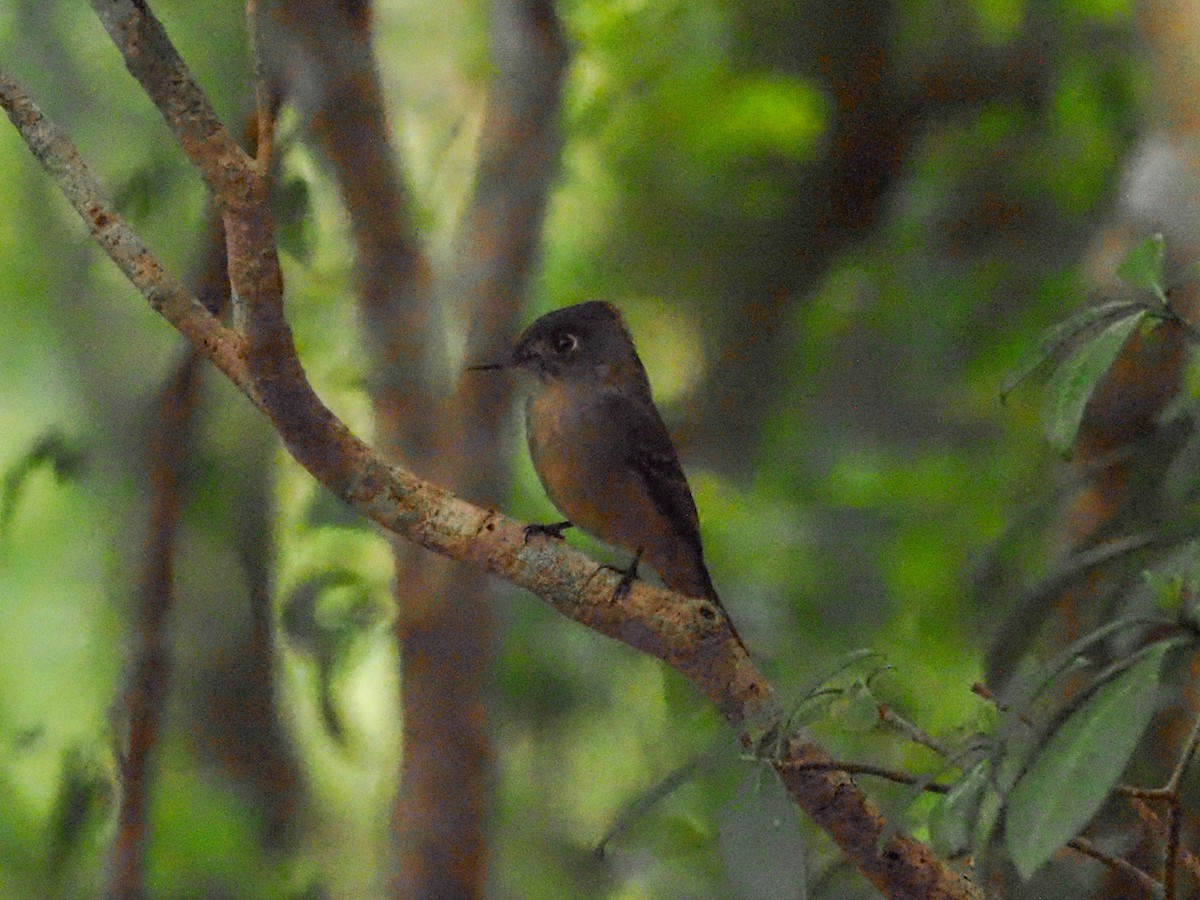 Cuban Pewee - ML614659000