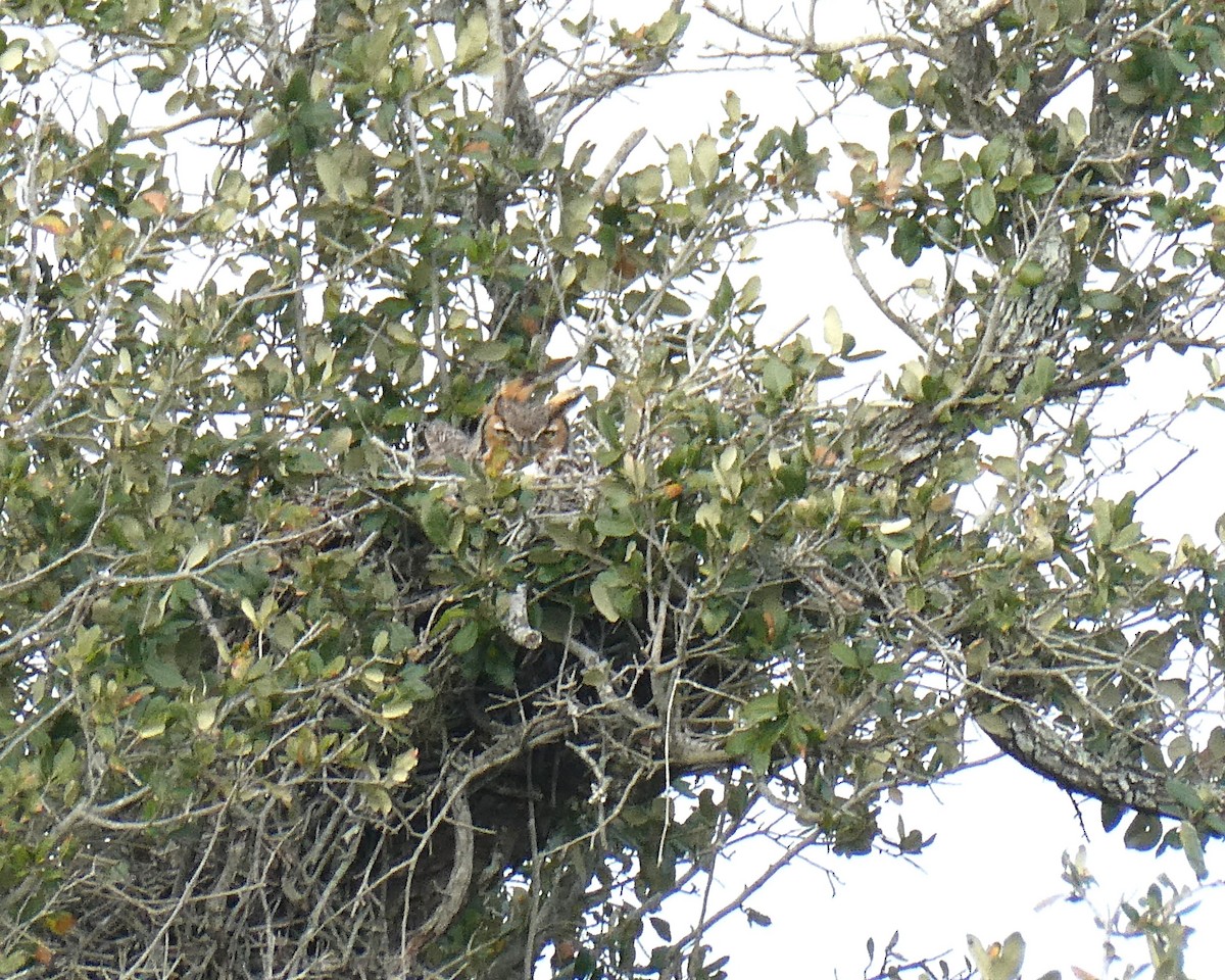 Great Horned Owl - ML614659001