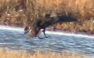 Green-winged Teal (American) - ML614659041