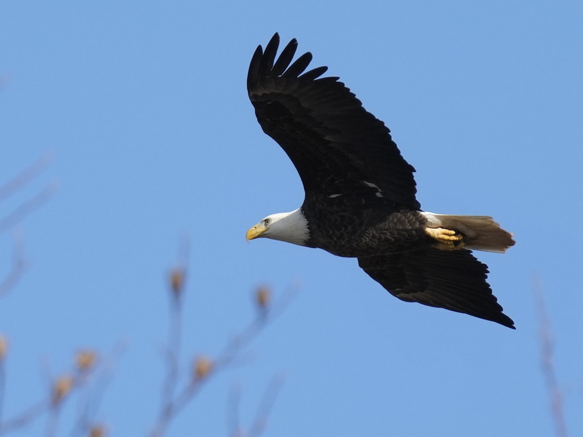 Bald Eagle - ML614659096