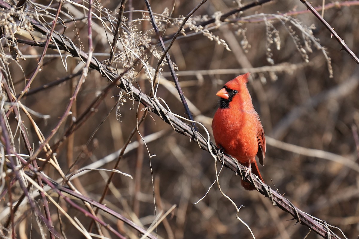 Northern Cardinal - ML614659106