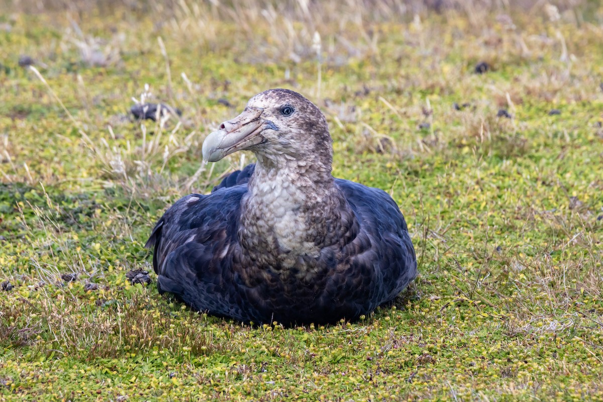 Southern/Northern Giant-Petrel - ML614659111