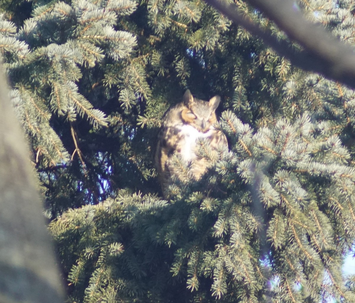 Great Horned Owl - Mark Ross