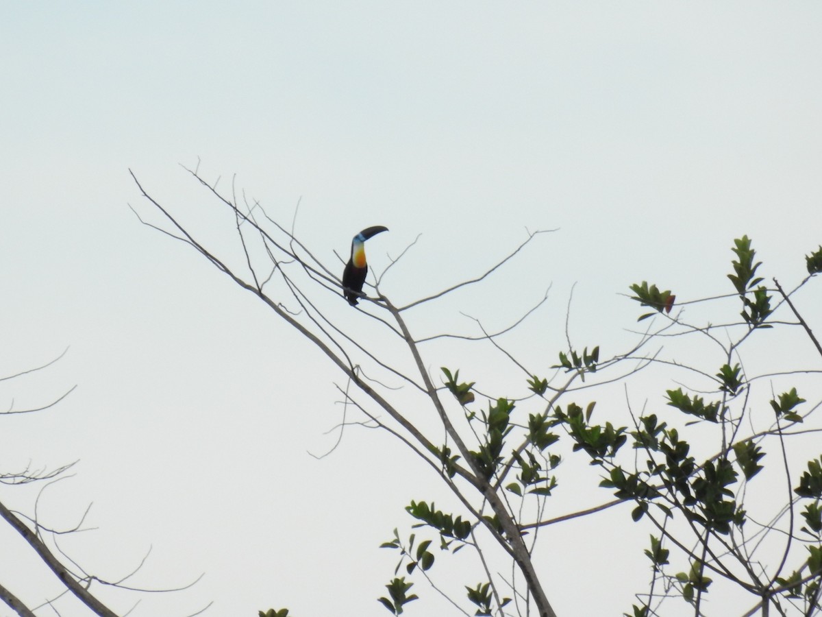 Toucan vitellin - ML614659211