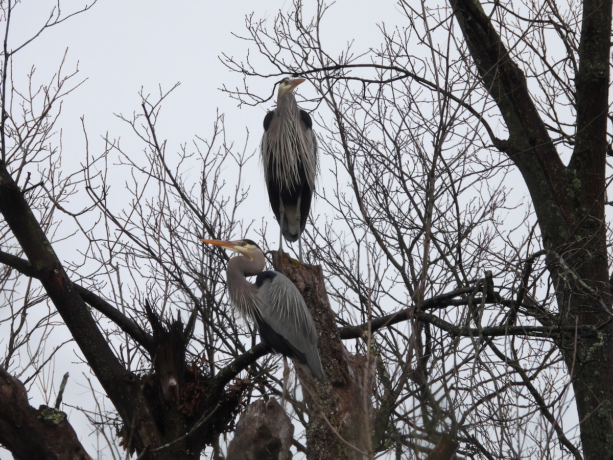 Great Blue Heron - ML614659250