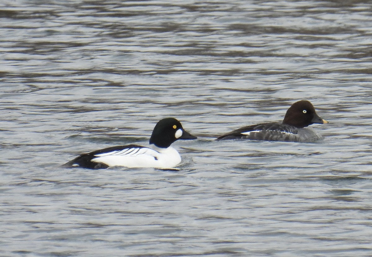 Common Goldeneye - ML614659256