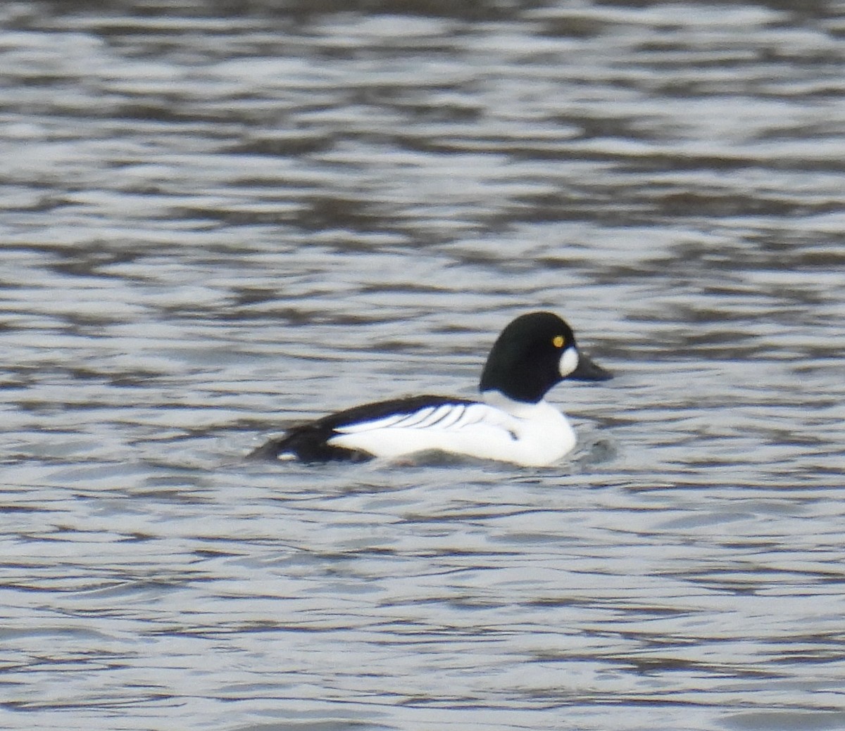 Common Goldeneye - ML614659257