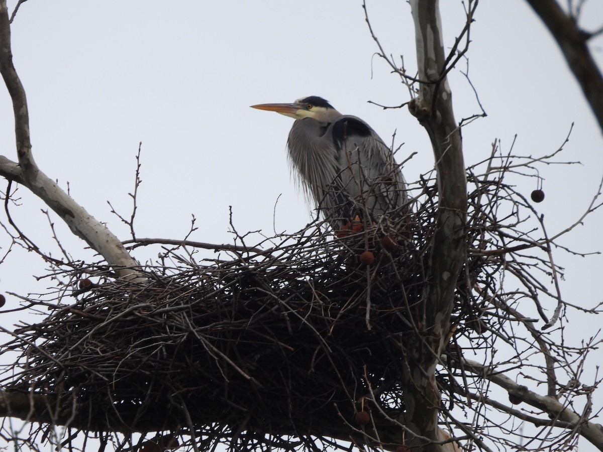 Great Blue Heron - Fannie Courtier