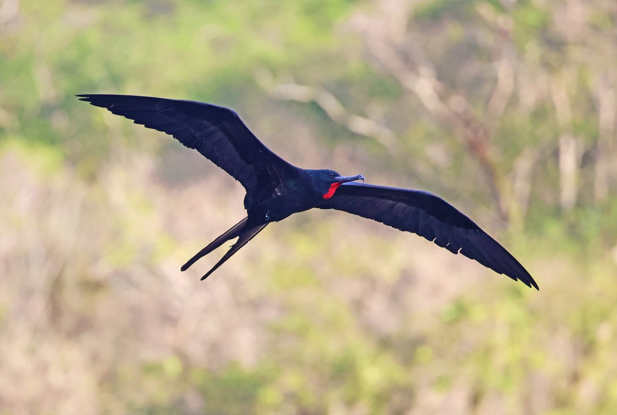 Great Frigatebird - Julie Sarna