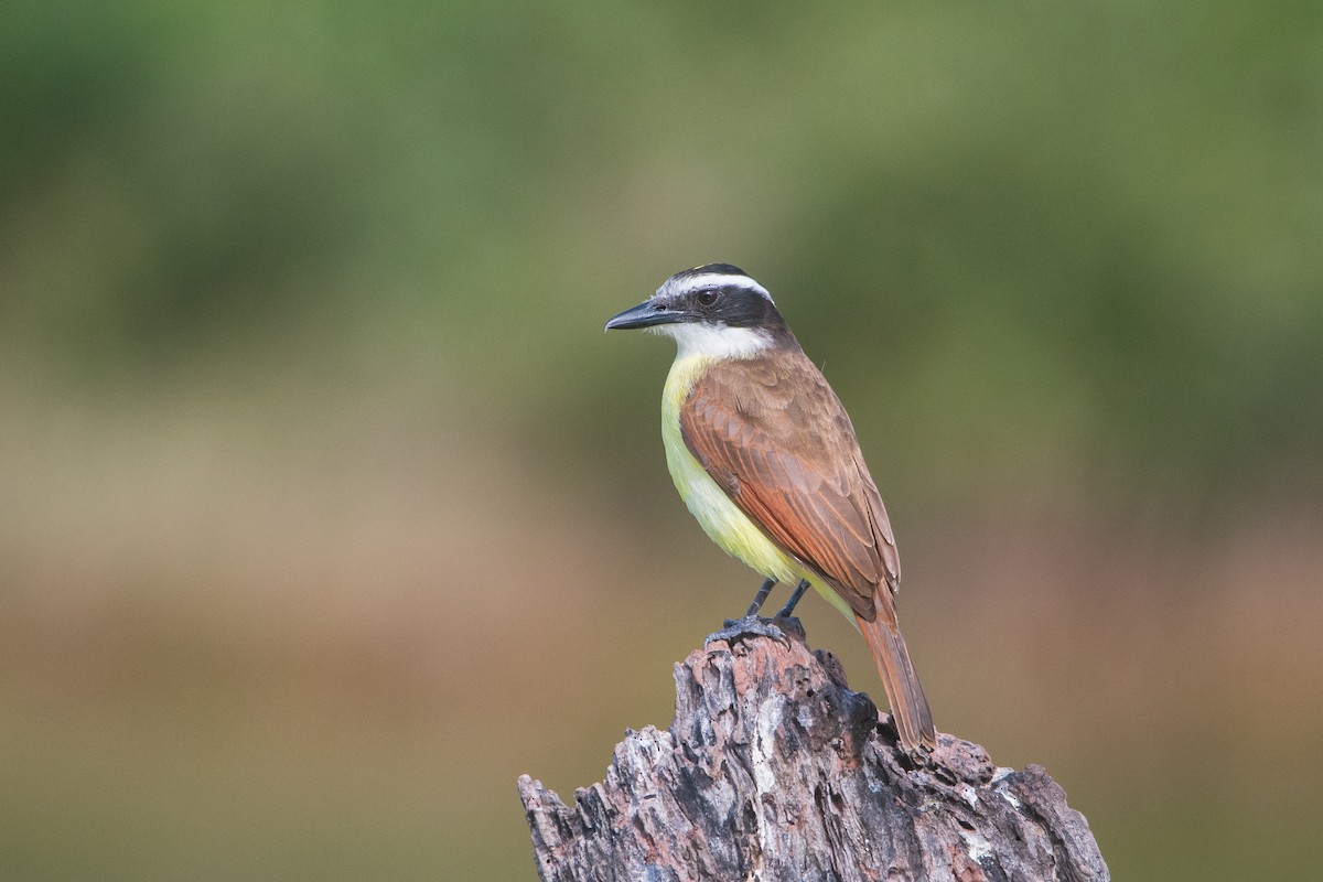 Great Kiskadee - ML614659317