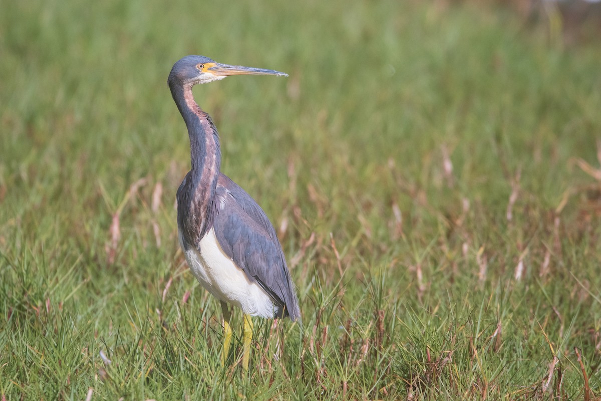 Tricolored Heron - ML614659320