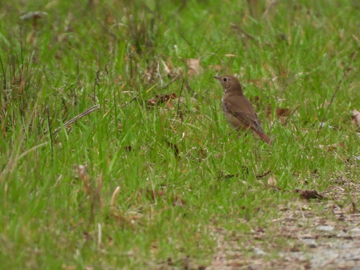 Hermit Thrush - ML614659321