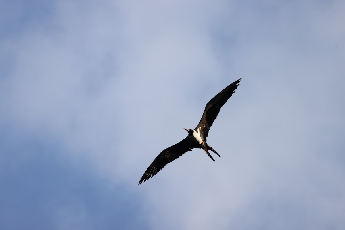 Christmas Island Frigatebird - ML614659334