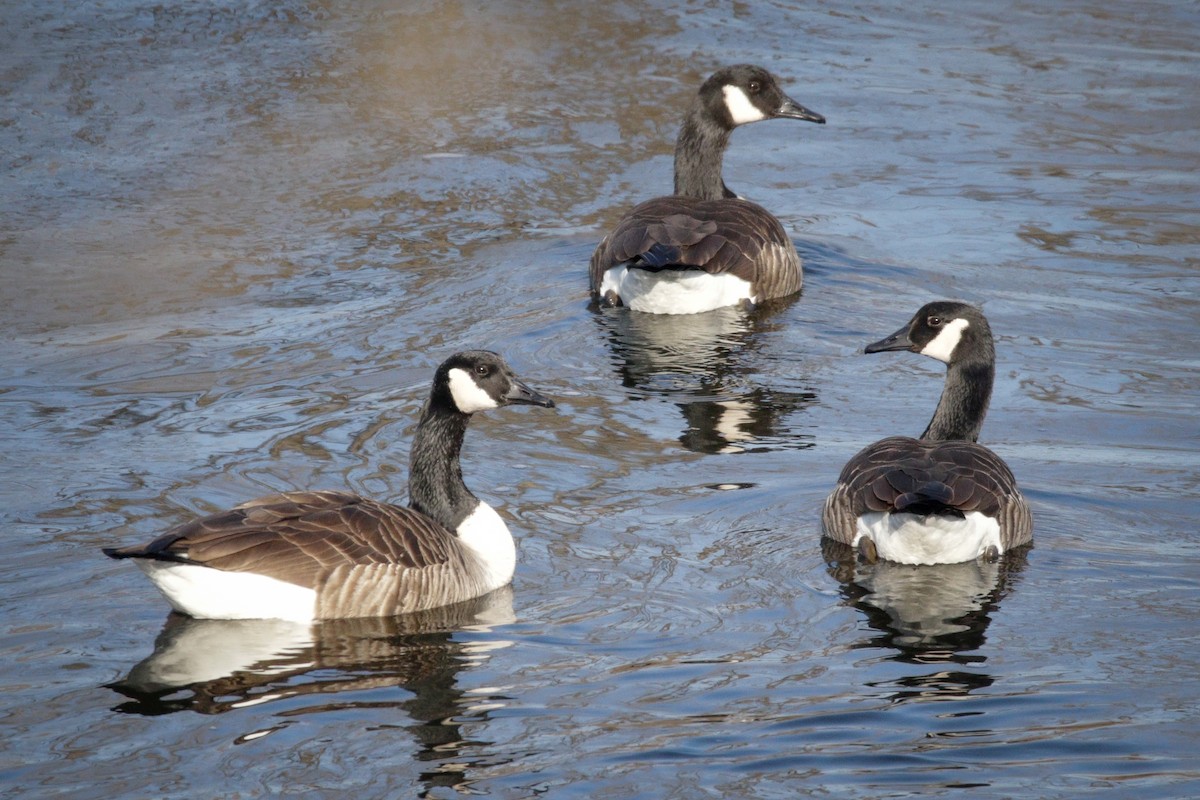 Canada Goose - ML614659341