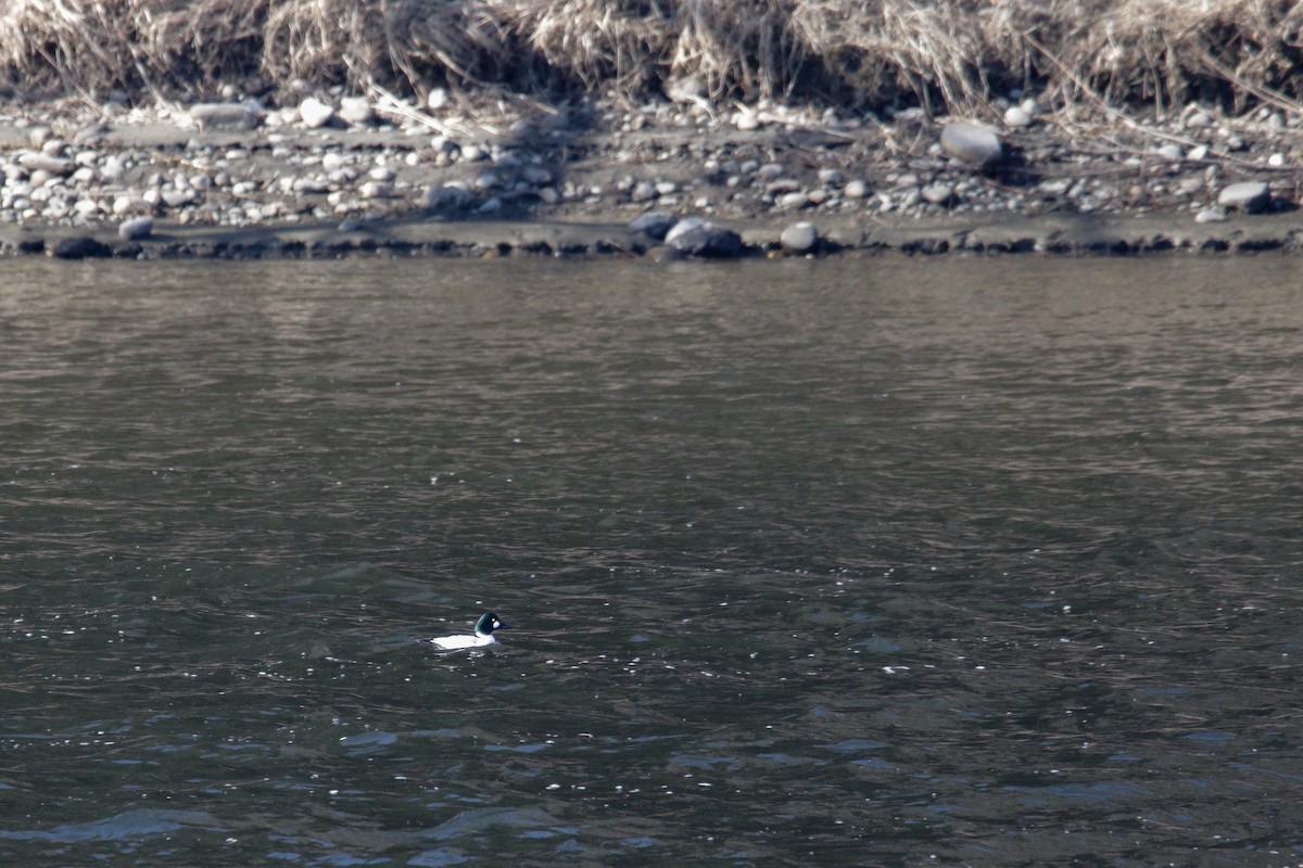 Common Goldeneye - ML614659349