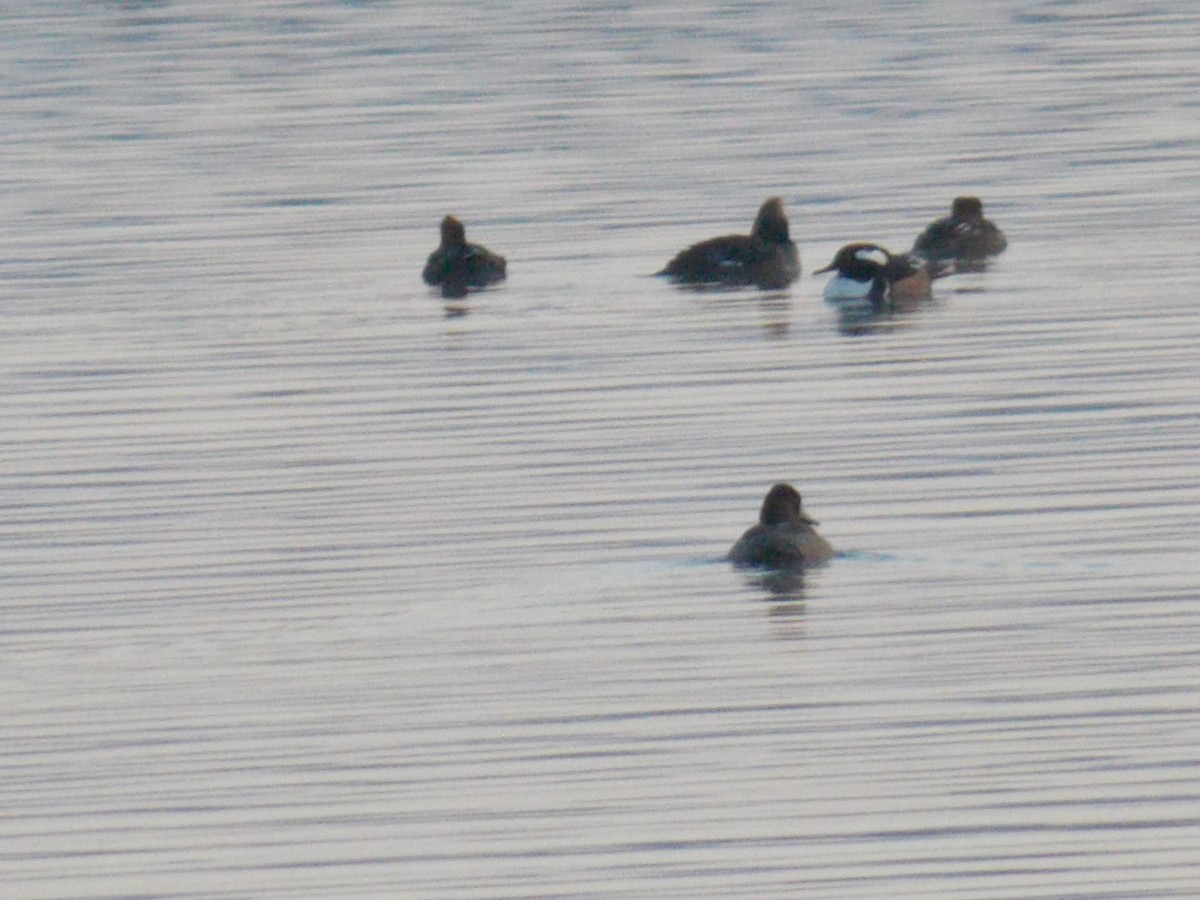 Hooded Merganser - ML614659401