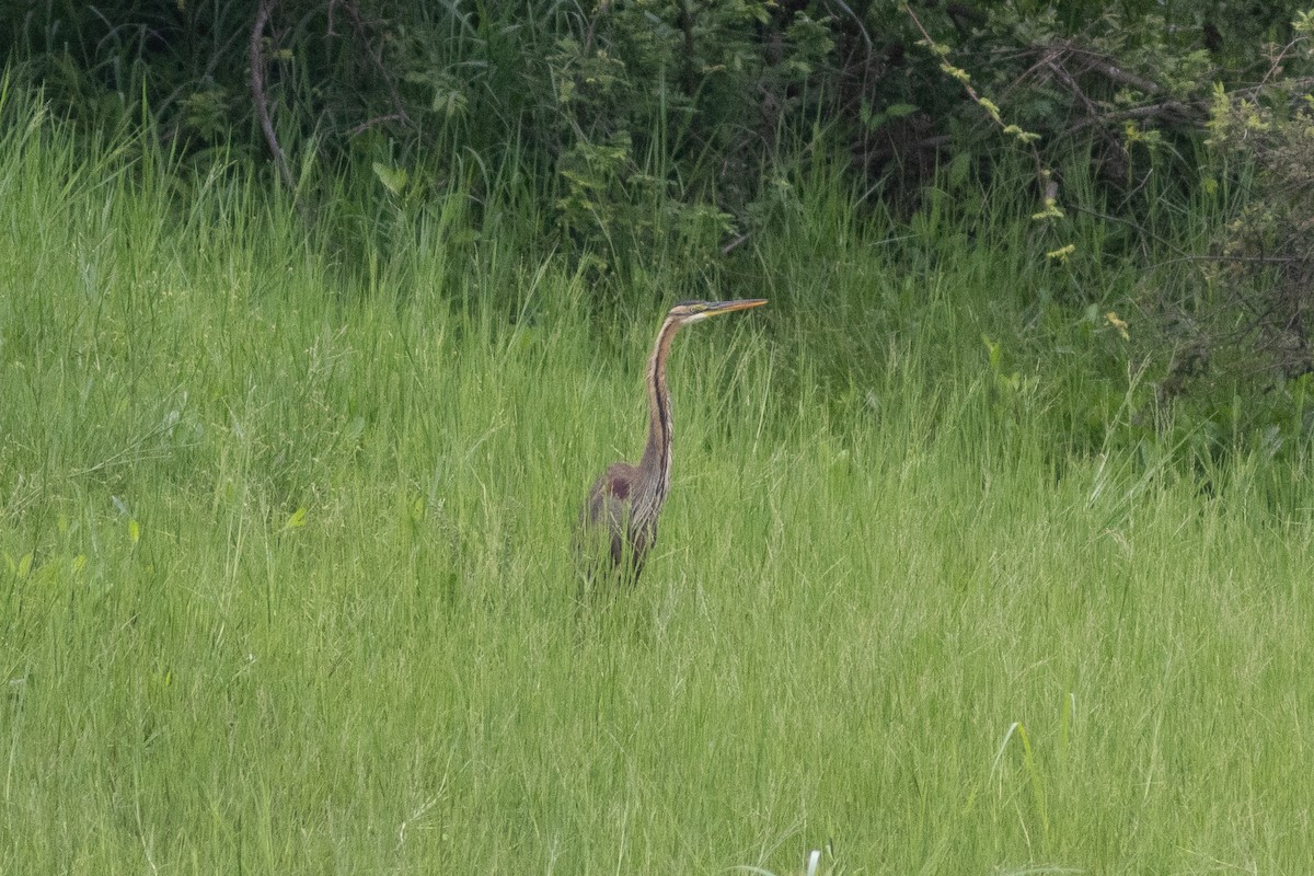 Purple Heron - ML614659436