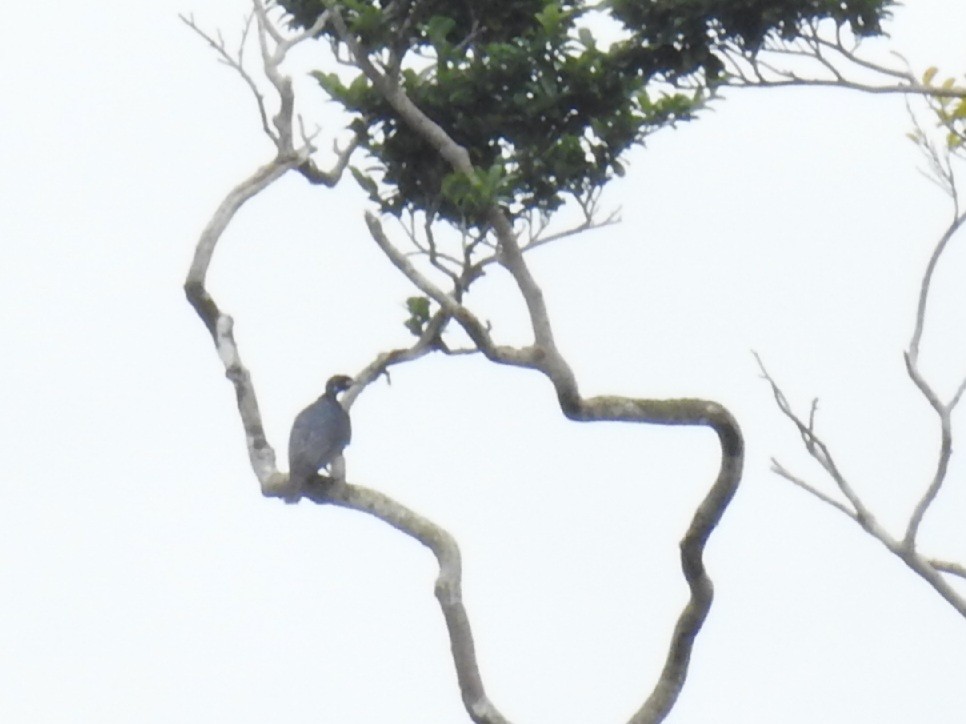 Cotinga à col nu - ML614659441