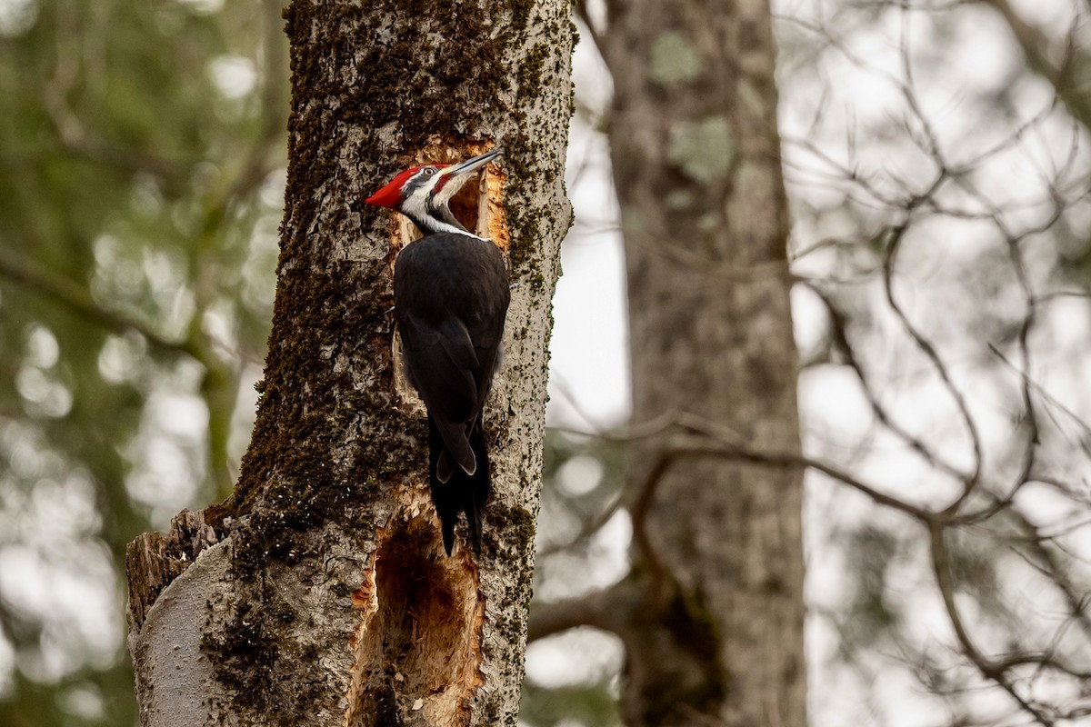 Pileated Woodpecker - ML614659500