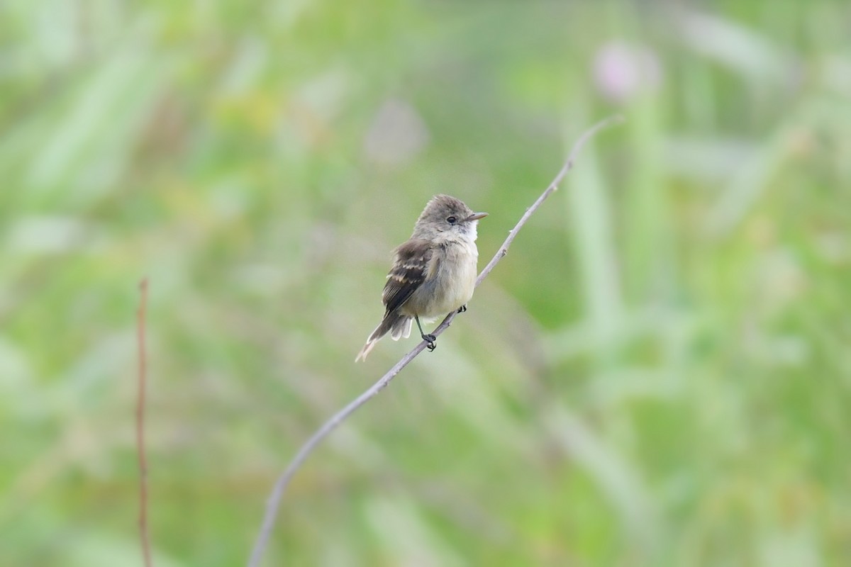 White-throated Flycatcher - Cornelio Chablé