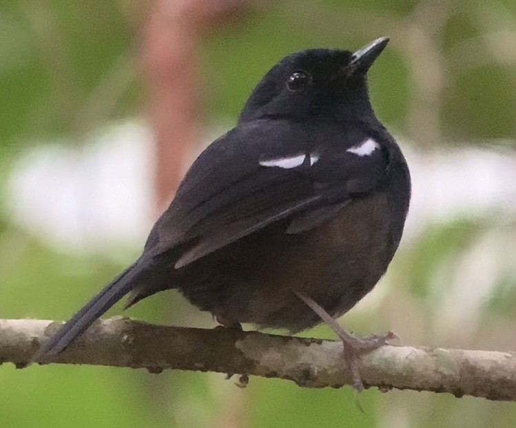 Madagascar Magpie-Robin - Michele Burnat